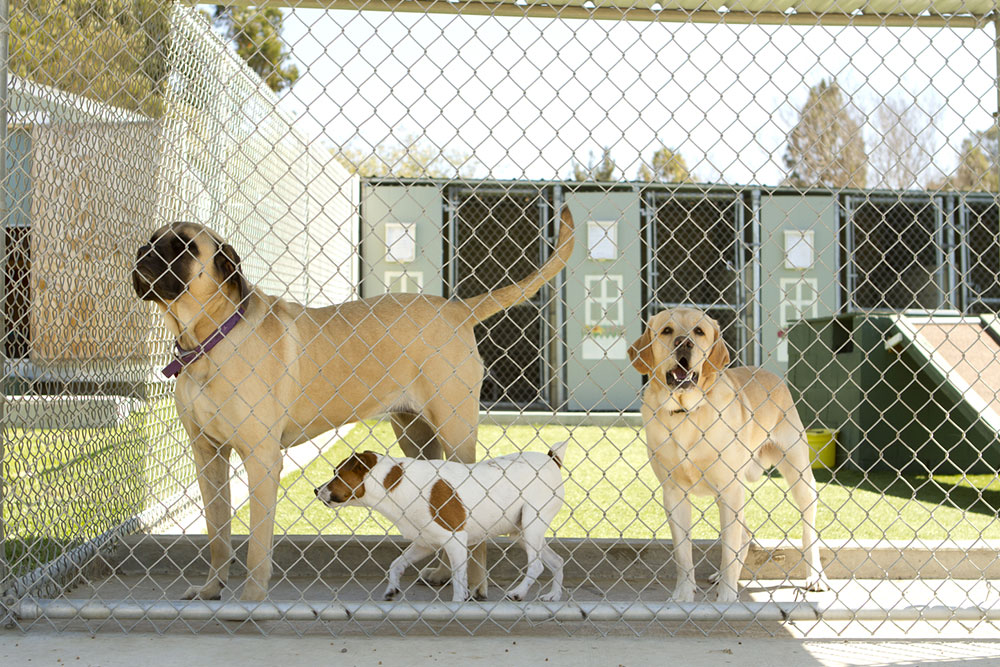 Wireless electrical fencing – How it works and mistakes to avoid