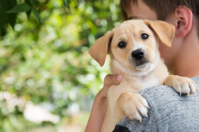 12 mistakes to avoid when adopting a dog